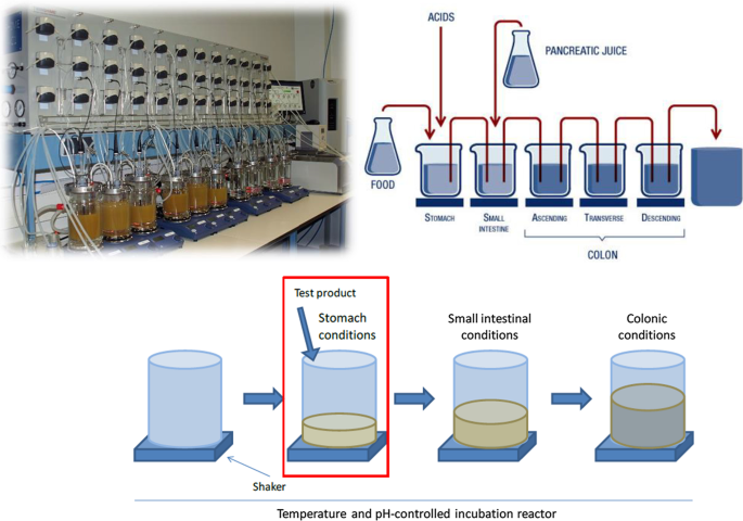 Comparing Antacid Effectiveness: Acid Neutralization Science Project