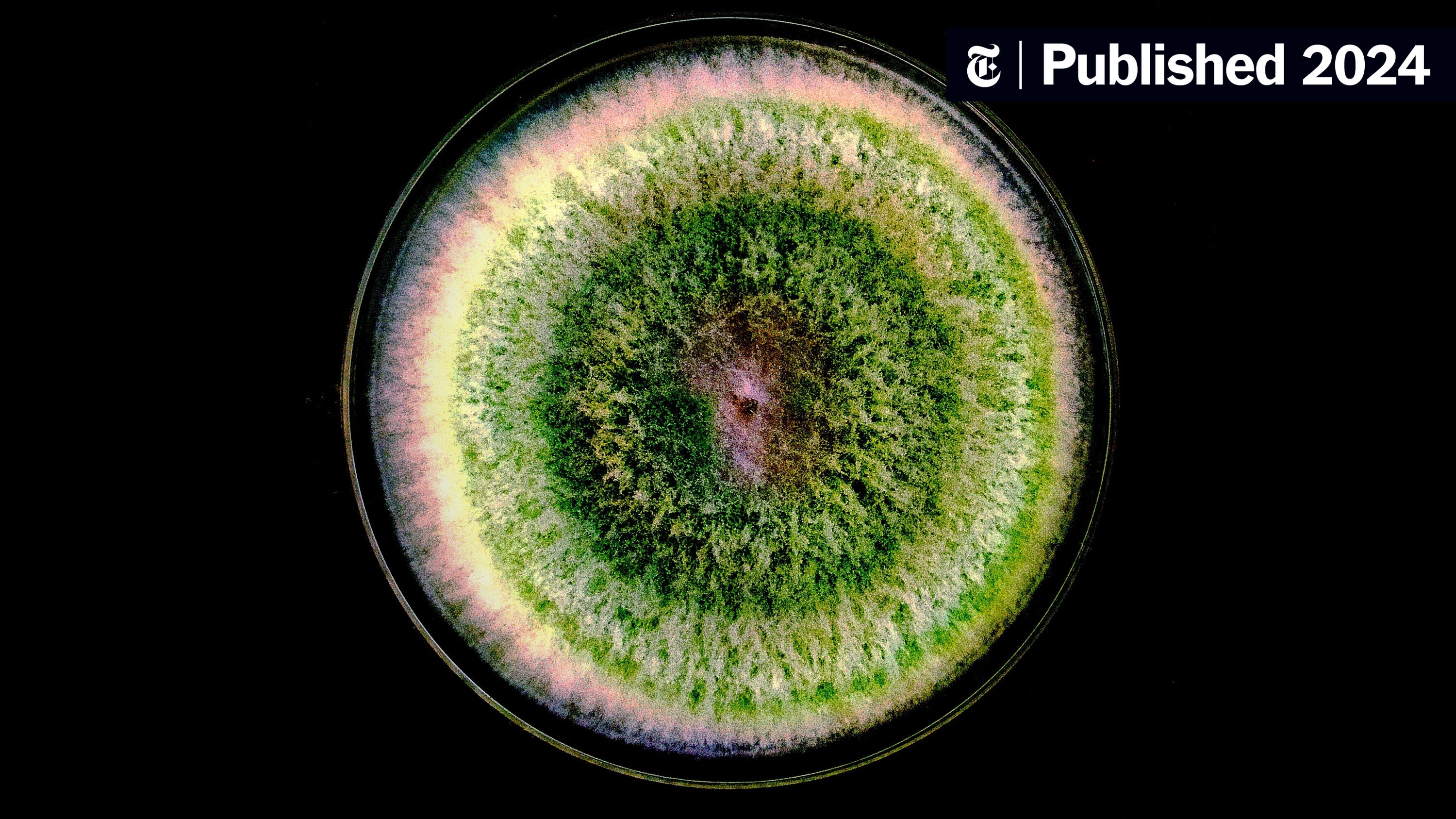 Microbial Symphony: The Sound of Bacterial Growth