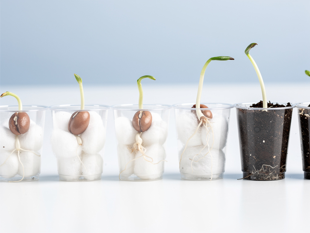 Bean Germination Experiment - How Plants Grow from Seeds Science Project