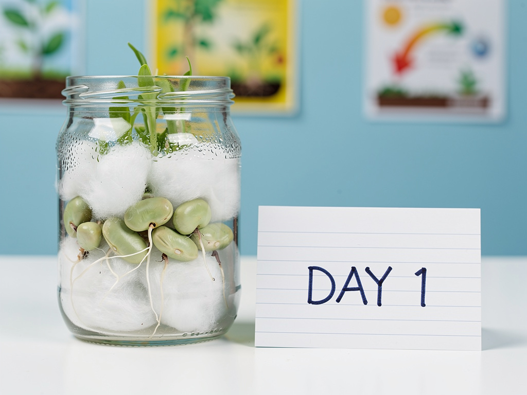 How Plants Grow from Seeds: Bean Germination Science Project