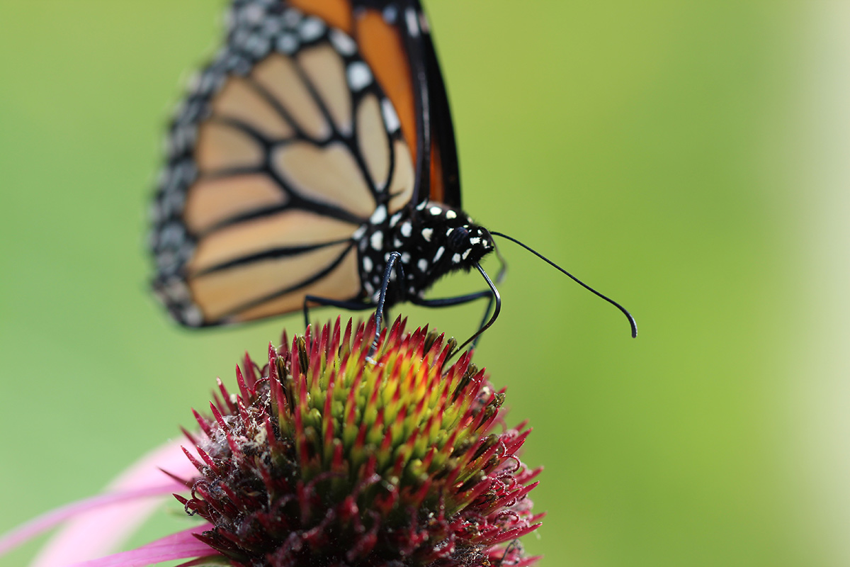 Butterfly Buffet: Exploring Nectar Preferences