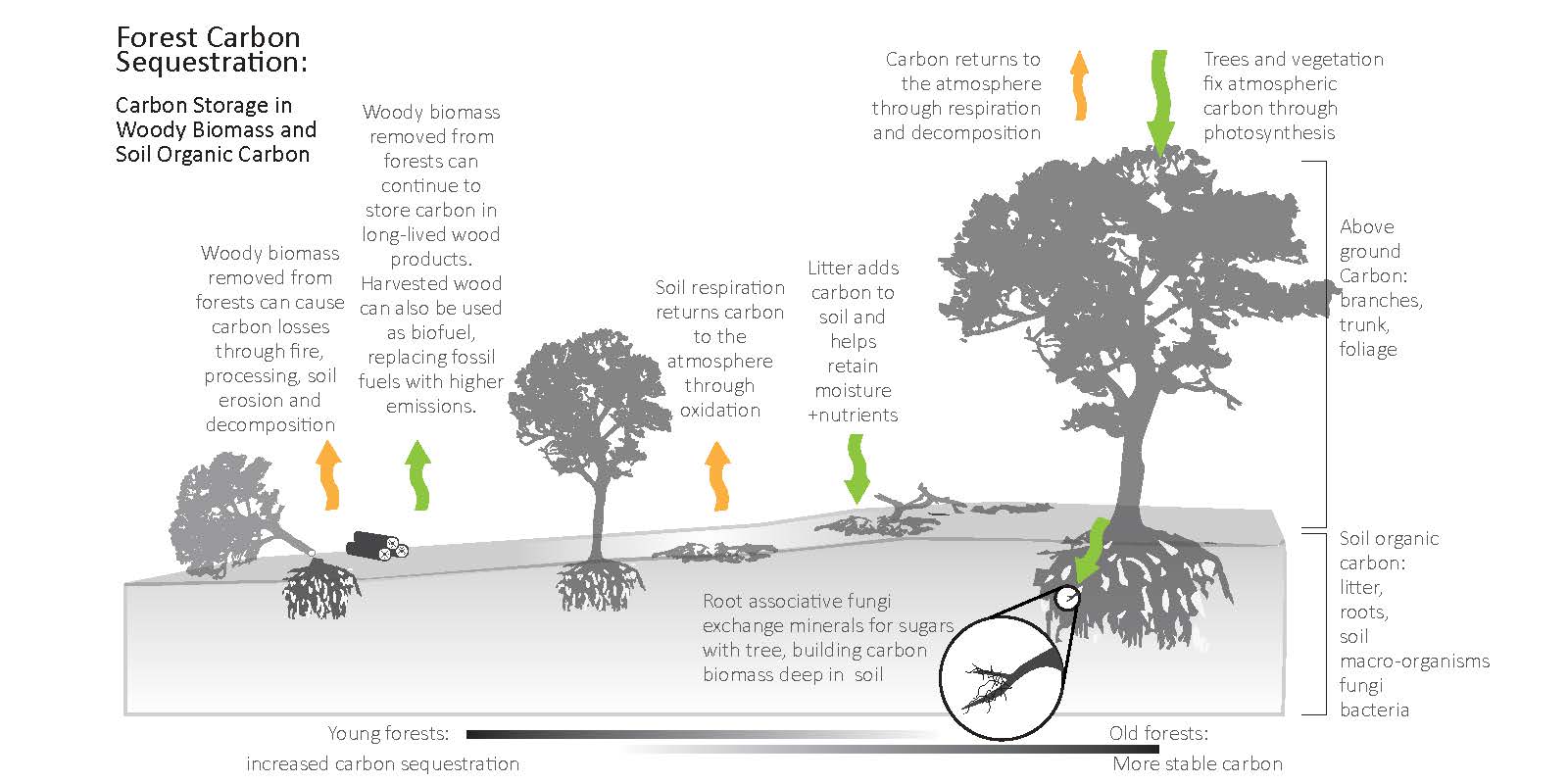 Carbon Sequestration Comparison of Different Ecosystems