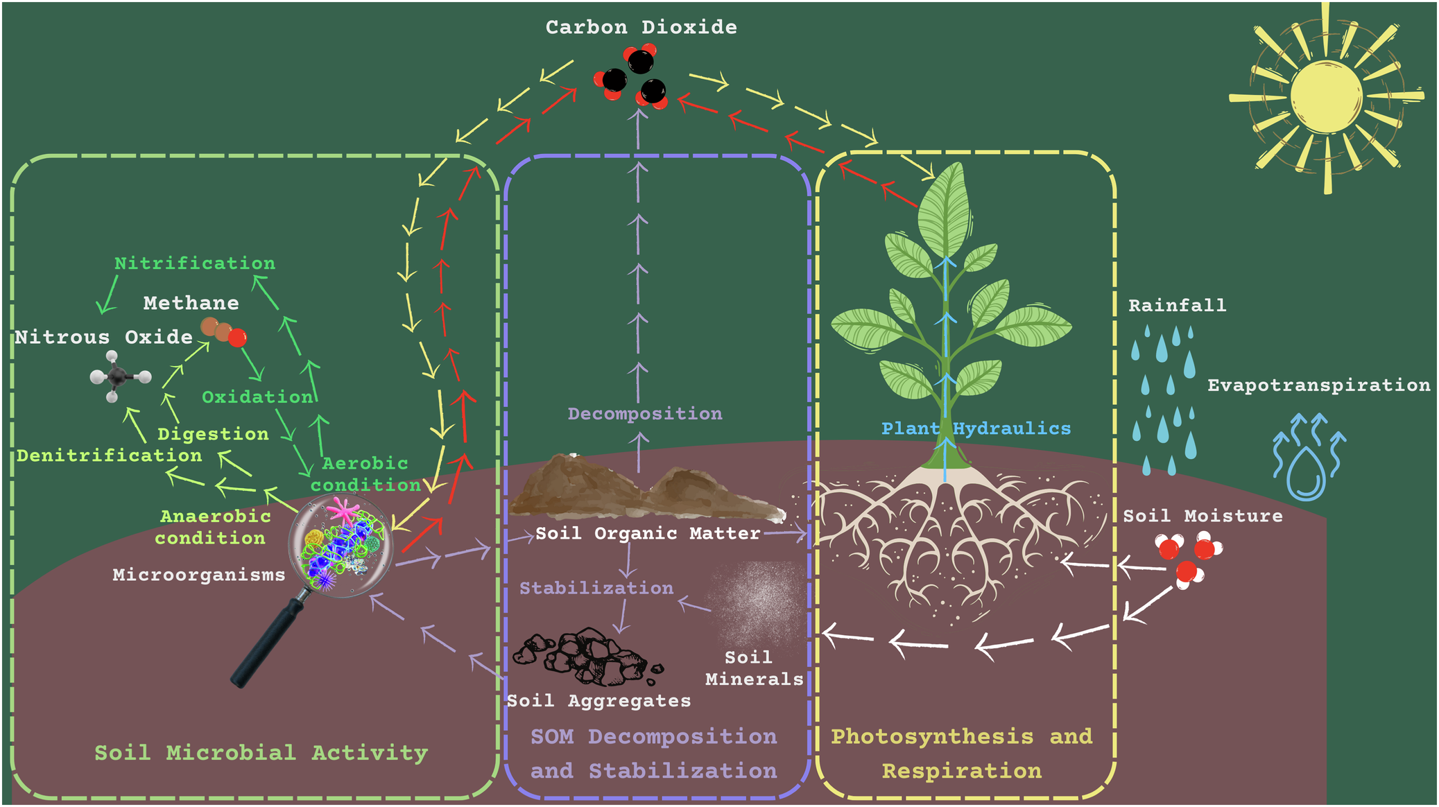 Sealed Secrets: Carbon Sequestration in Urban Soils