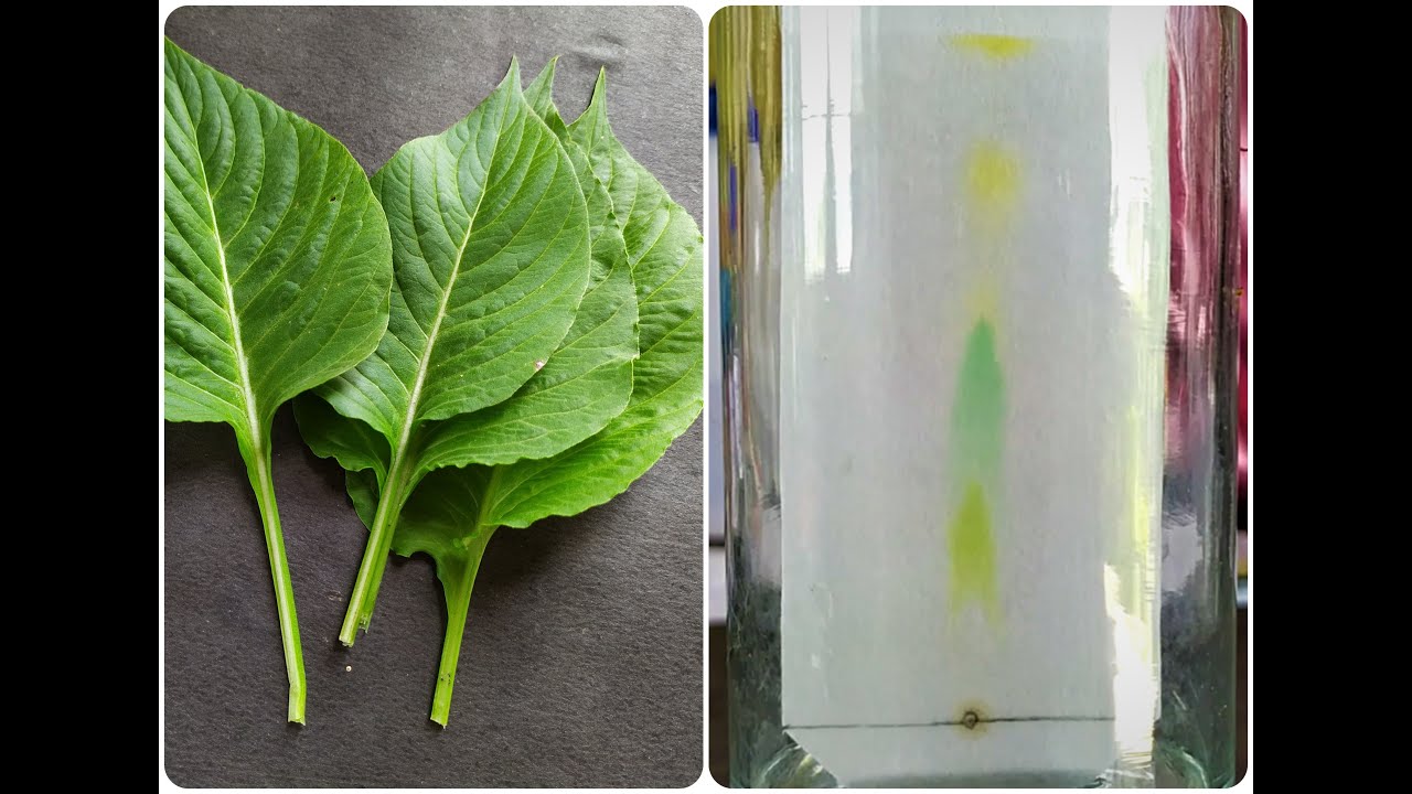Chromatography Separation of Plant Pigments Science Project