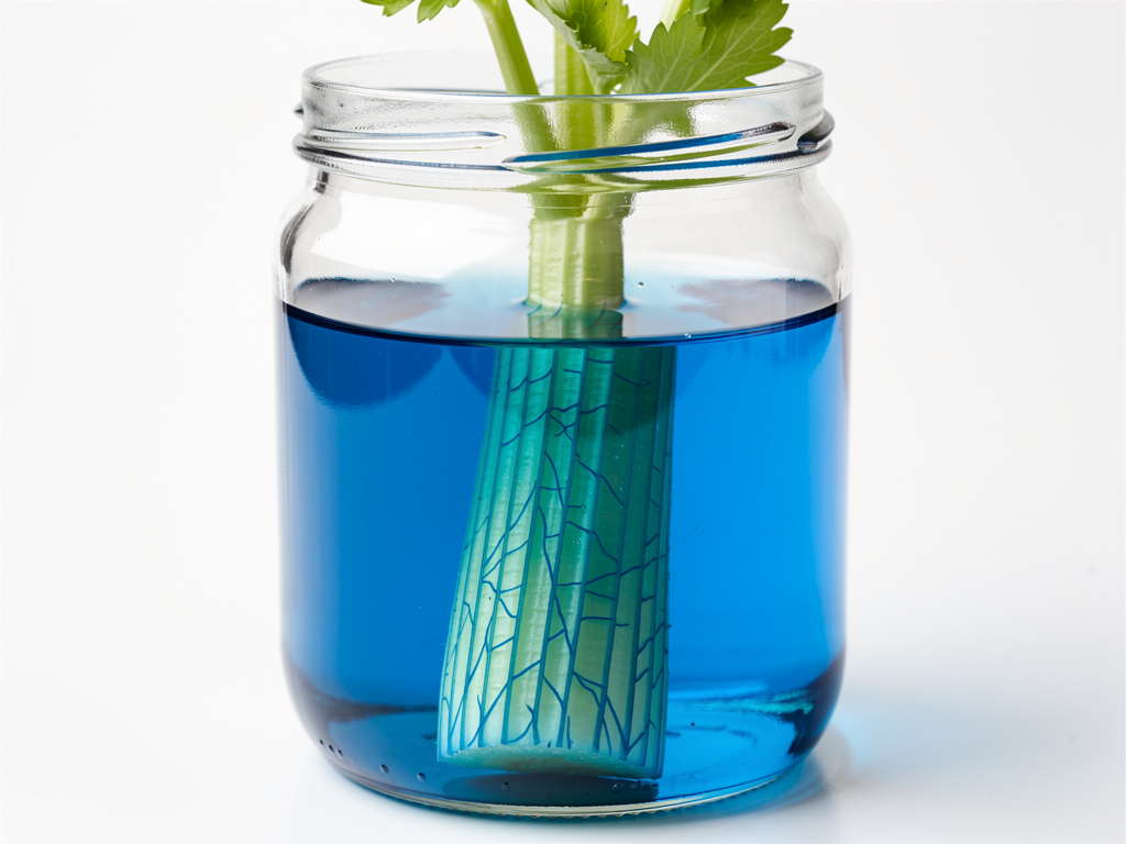 How Do Flowers Drink Water? Colored Water Celery Science Project
