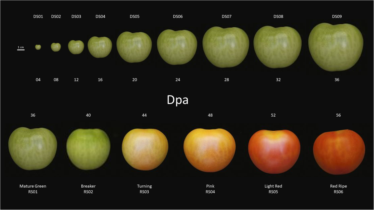 Sunrise Salad: The Fruit Ripening Experiment