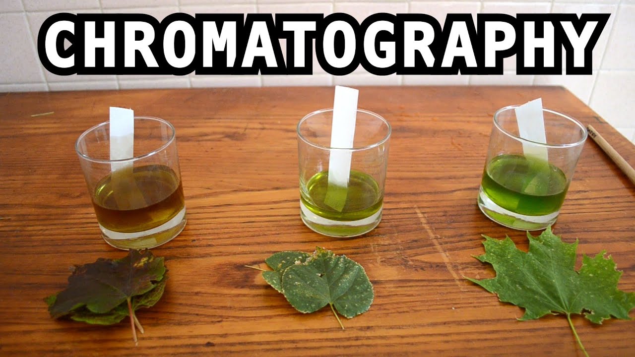 Leaf Chromatography: Unveiling Hidden Colors