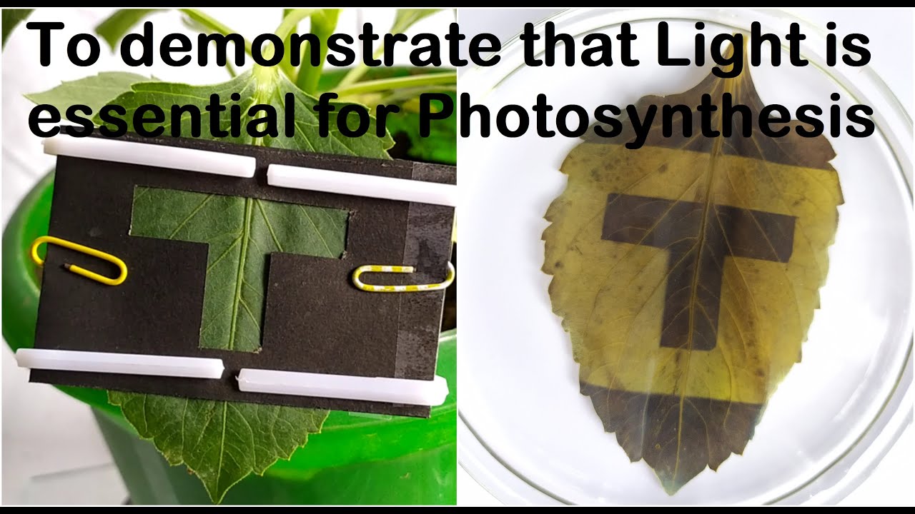 Leaf Color Changes in Different Light Conditions