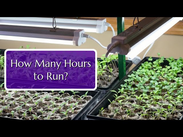 How Does Light Color Affect Plant Growth Direction