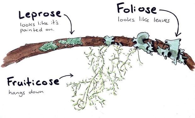 Measuring Air Quality with Lichen Bio-Indicators Science Project