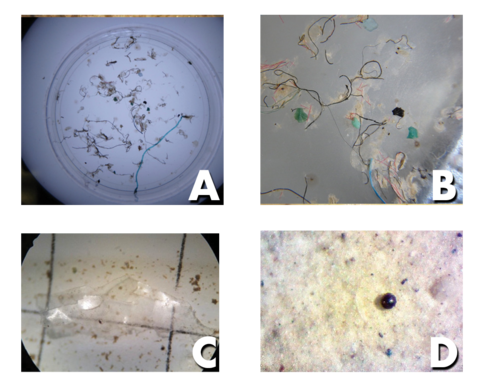 Effect of Microplastics on Water Filtration
