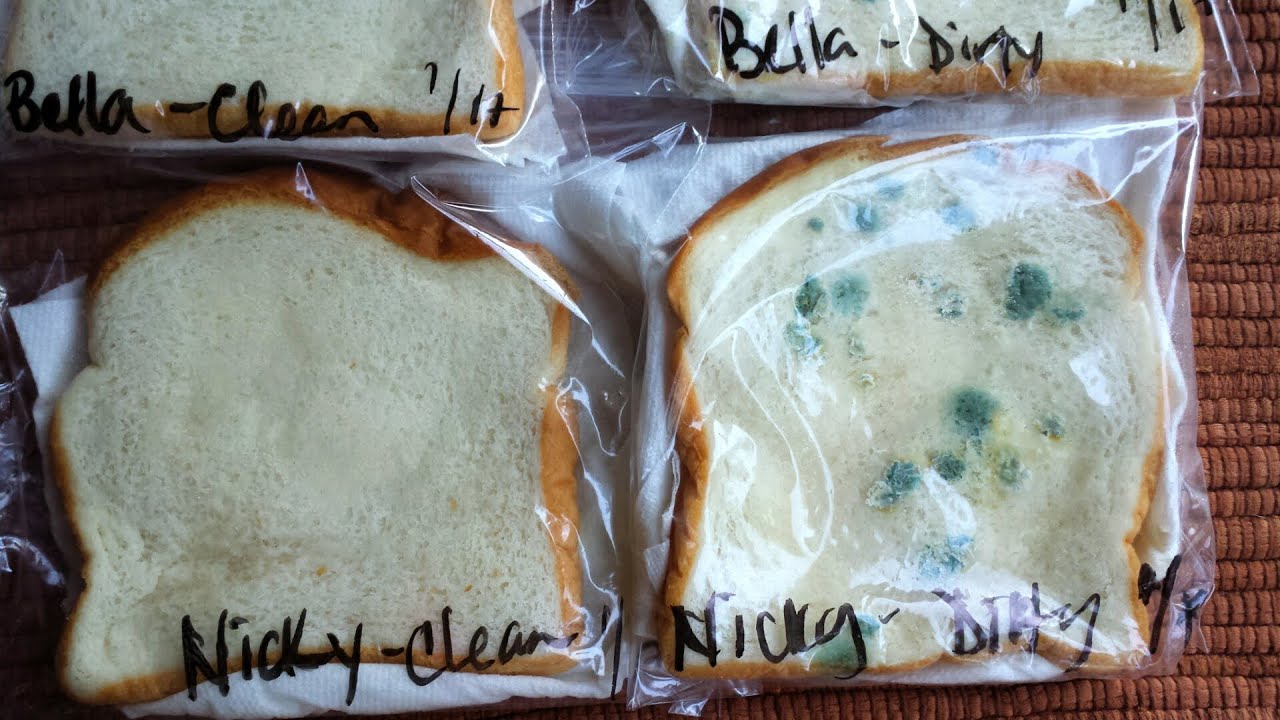 Mold Munchers: Exploring the Effect of pH on Mold Growth