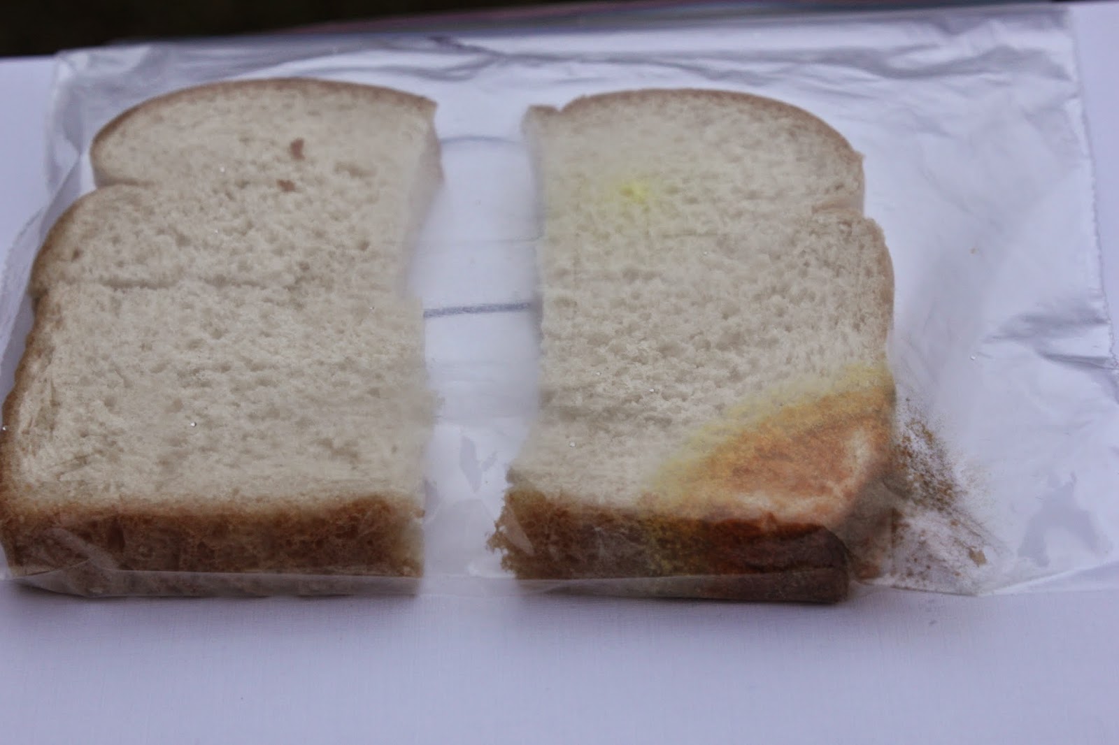 The Moldy Bread Mystery: Fungi Growth Factors