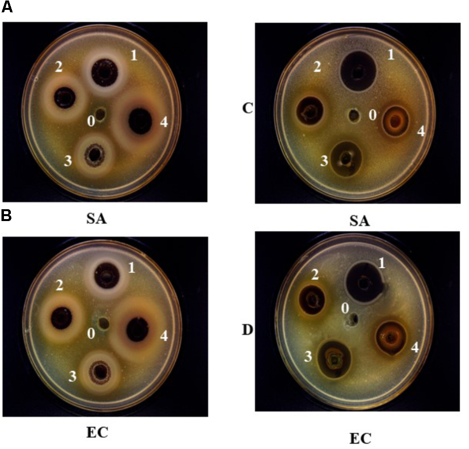 Bacterial Battle: Testing Natural Antibiotics From Household Items
