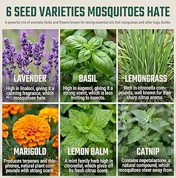Comparing Effectiveness of Natural Mosquito Repellents