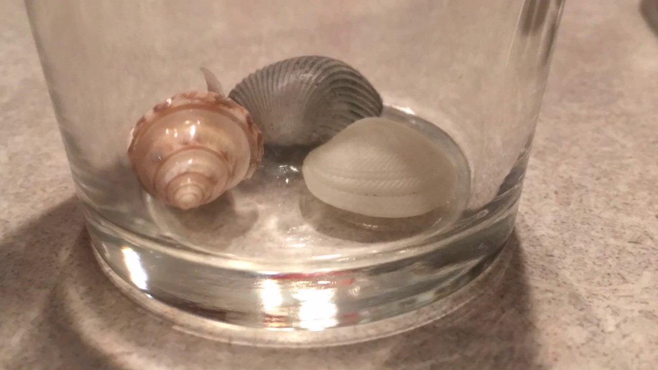 Ocean Acidification Experiment with Shells and Vinegar