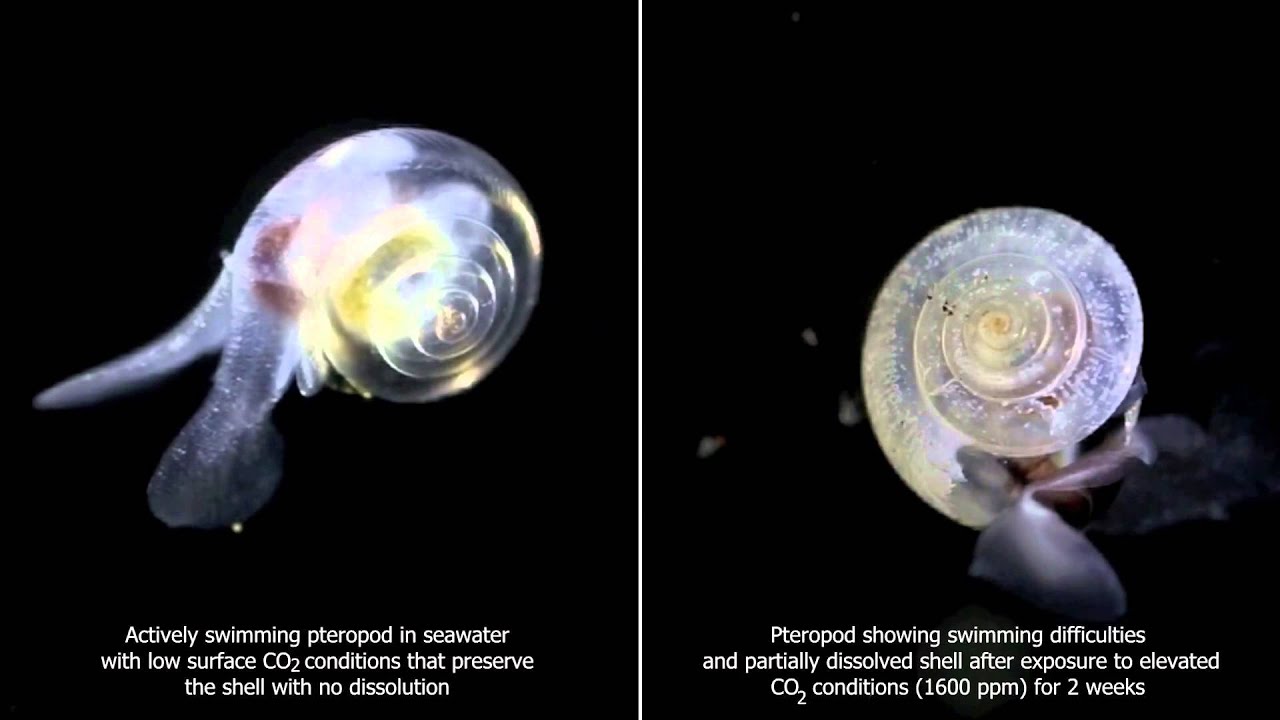 Modeling Ocean Acidification Impact on Marine Calcifiers