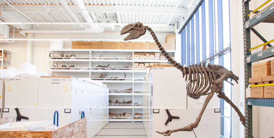 Paleontology - Fossil Dating Methods Comparison Science Project