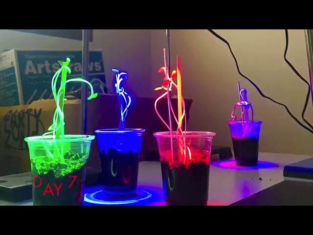 How Different Colors of Light Affect Photosynthesis Rate