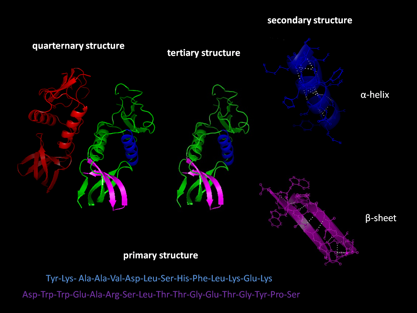 Molecular Maze: Decoding the Secrets of Protein Folding