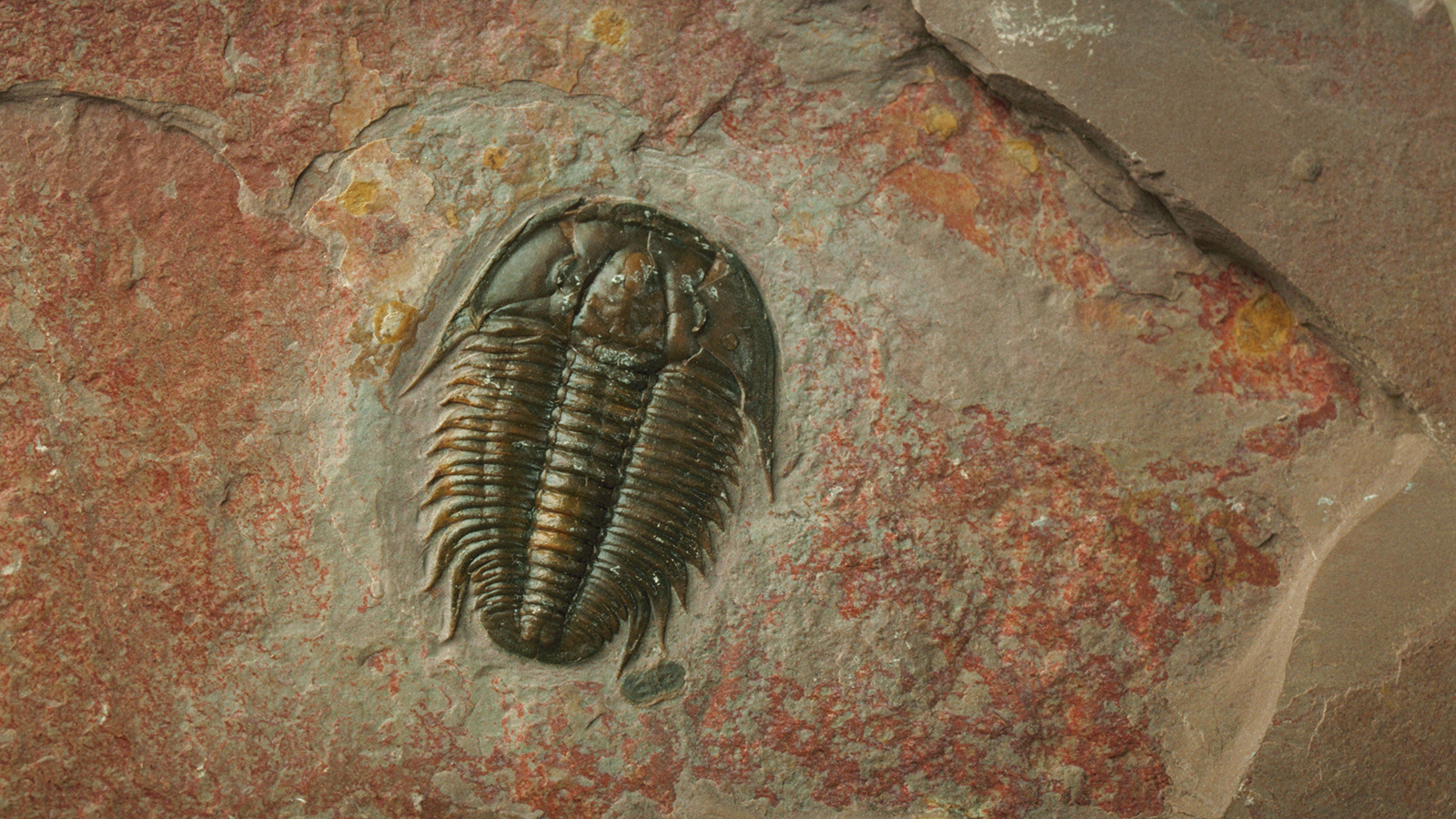 Sedimentary Rock Formation: Create Your Own Fossils