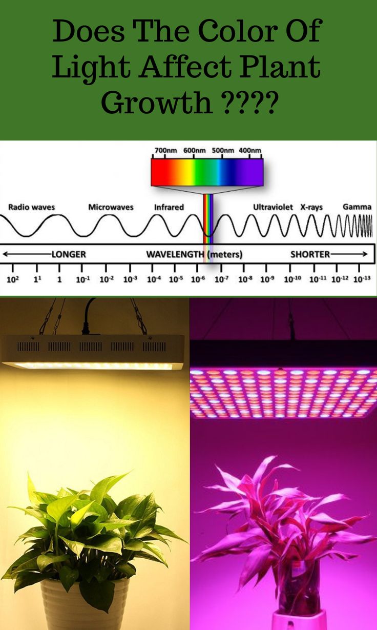 The Secret Life of Seeds: Germination Rates Under Different Light Colors