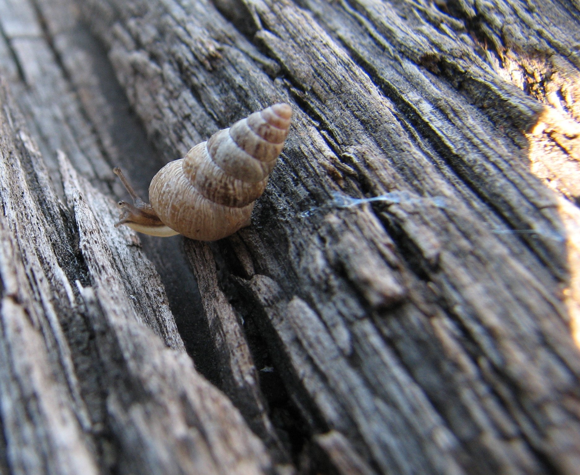 The Sneaky Snail Trail Mystery