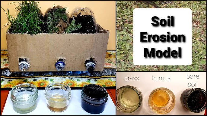 Soil Erosion: The Power of Roots