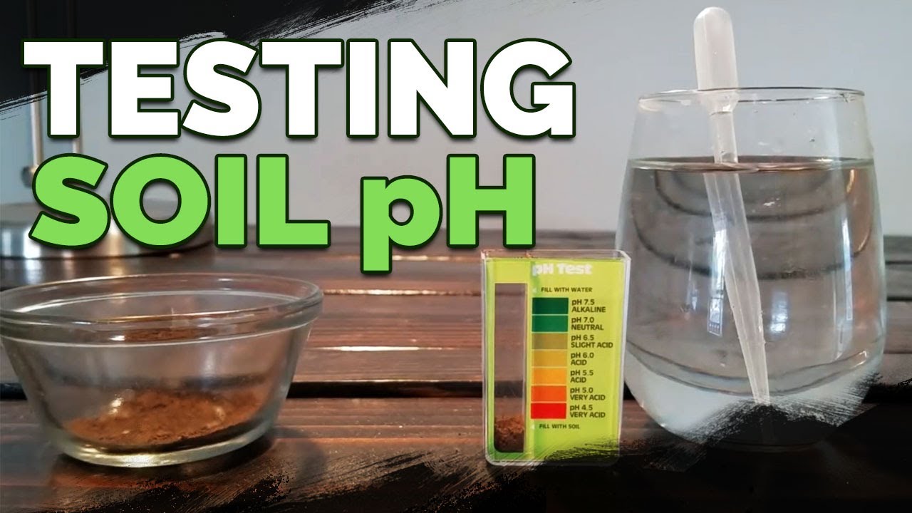 Investigating Soil pH: Effects on Plant Growth