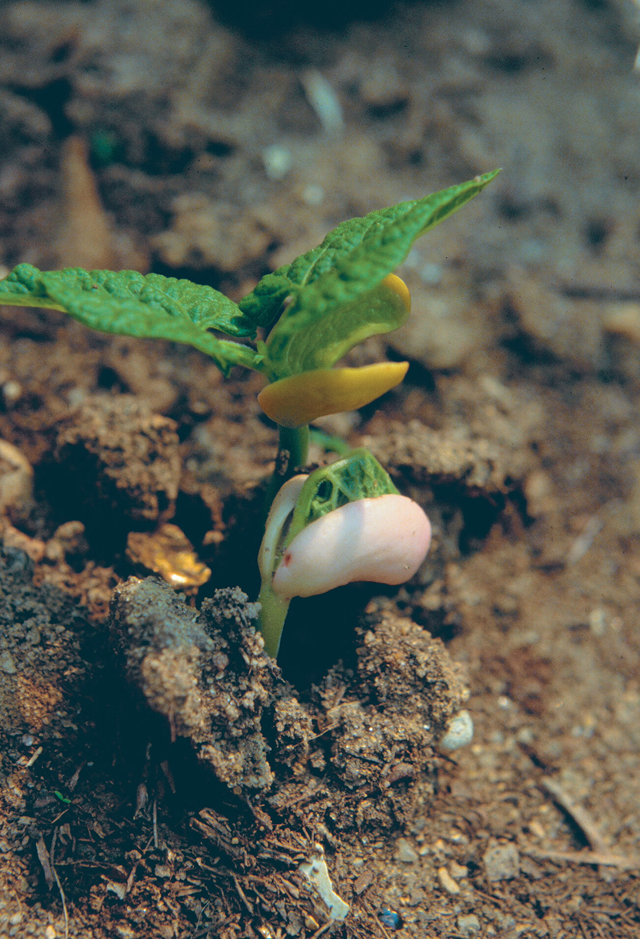 Testing Which Soil Type is Best for Growing Beans