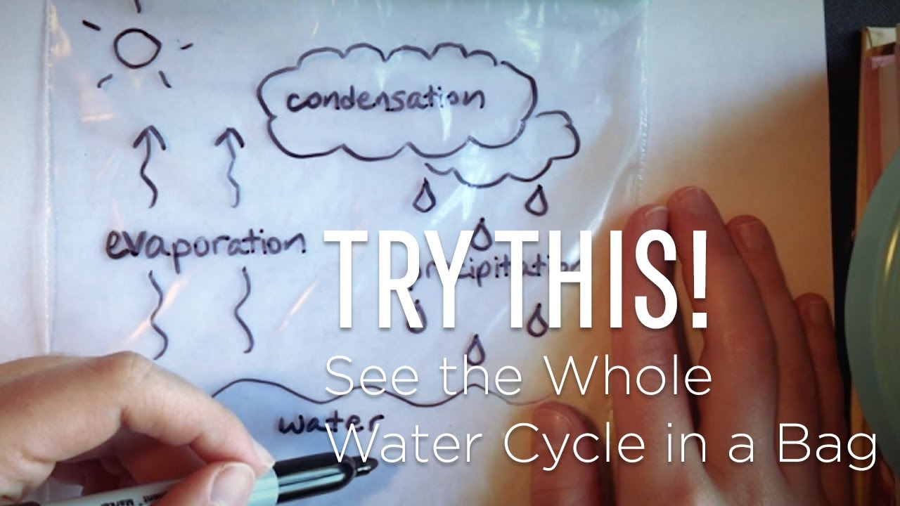 The Water Cycle in a Bag