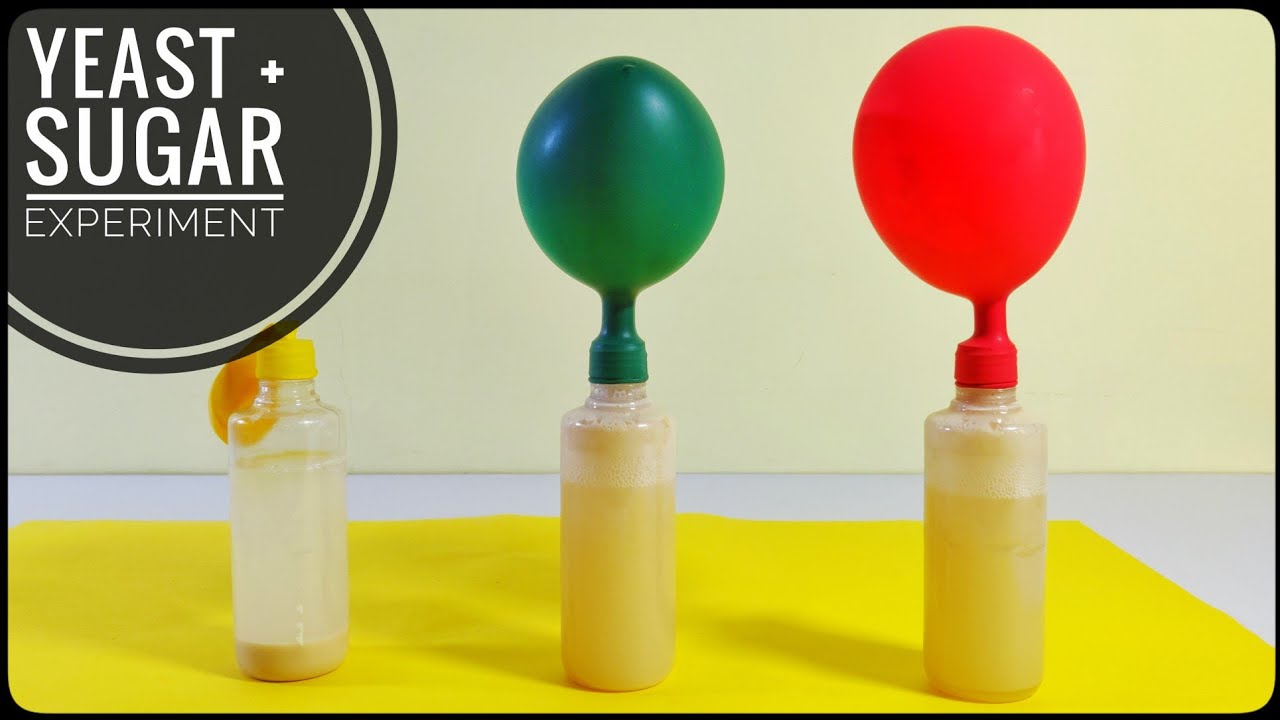 Balloon Blow-Up: The Power of Yeast and Sugar